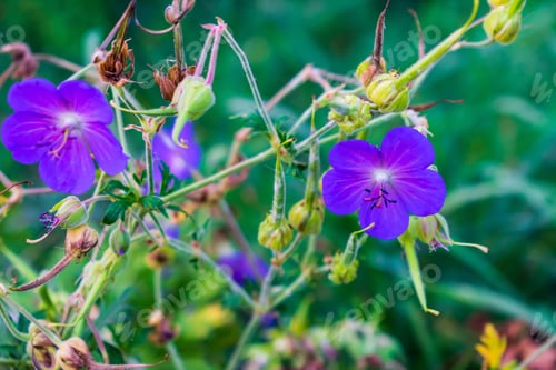Preview: Closeup of purple four o'clocks in a field surrounded by greenery with a blurry background