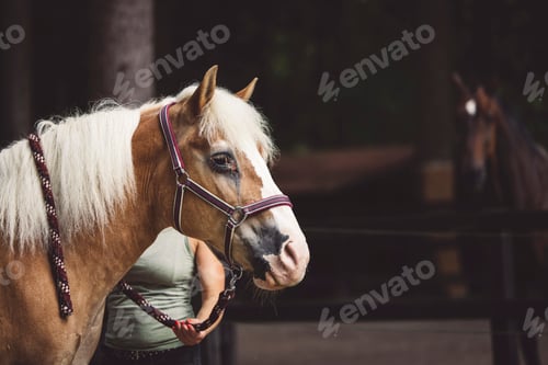 Preview: Side portrait of a beautiful horse with blonde hair and red leash