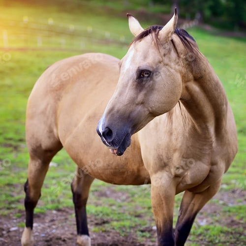 Preview: Horse on nature. Portrait of a horse, brown horse