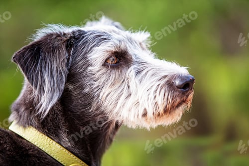 Preview: Terrier Dog Closeup Side Green Nature Background