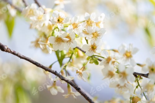Preview: Blooming tree branch with white flowers close up in a sunny day.