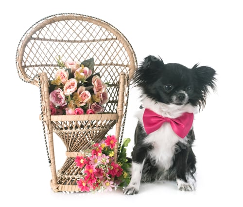 Preview: young chihuahua in studio