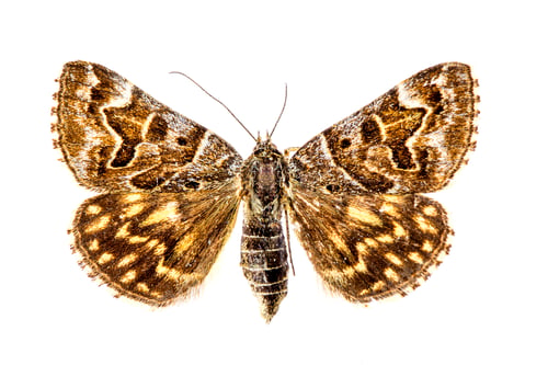 Preview: The moth
