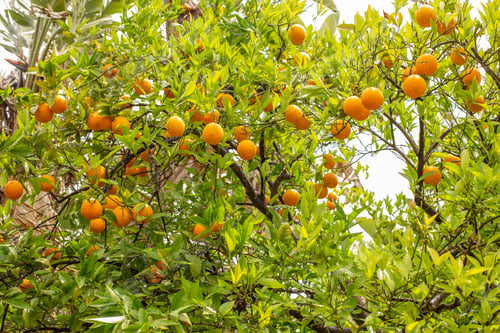 Preview: Orange garden with ripe oranges on tree branches. Beautiful orange trees growing outdoors