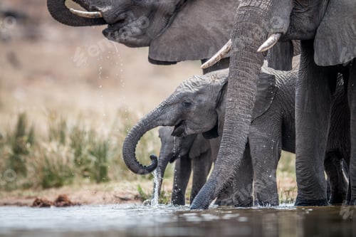 Preview: Drinking herd of Elephants.