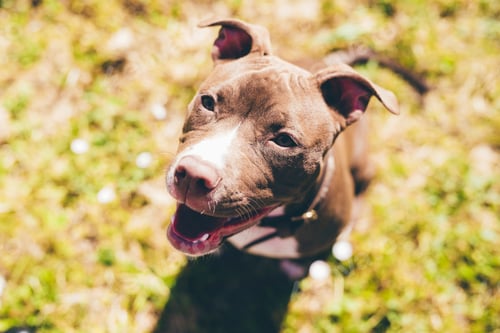 Preview: Overhead portrait of pit bull terrier looking up