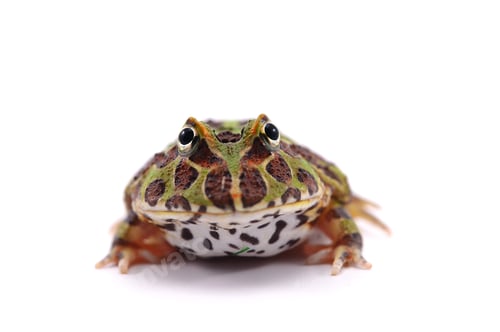 Preview: Amazonian Horned Frog isolated on white background