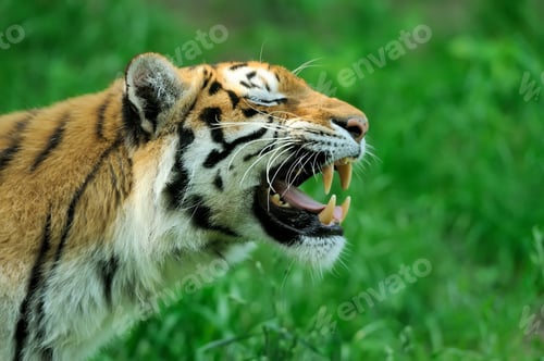 Preview: Tiger