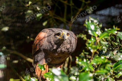 Preview: Harris Eagle perched on a branch