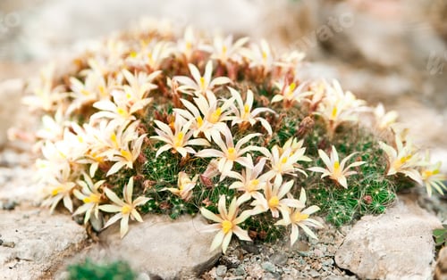 Preview: cactus