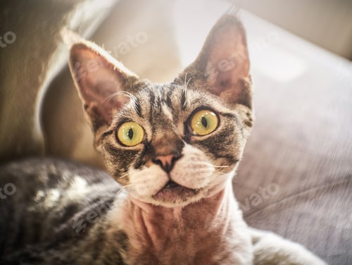 Preview: Hairless Canadian Sphinx posing on camera