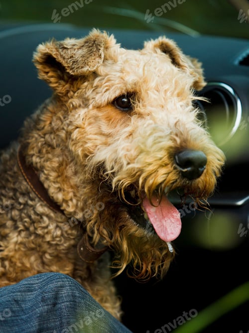Preview: dog, pet, terrier, dogs