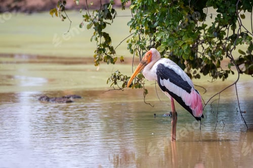 Preview: Painted Stork or Mycteria leucocephala in the wild