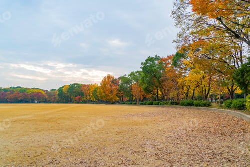 Preview: Colorful maple leaves or fall foliage in autumn season. Colorful trees, Kyoto, Kansai, Japan.