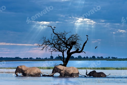 Preview: African Elephants crossing the Chobe River - Botswana