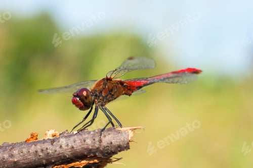 Preview: a red dragonfly sitting on the branch.