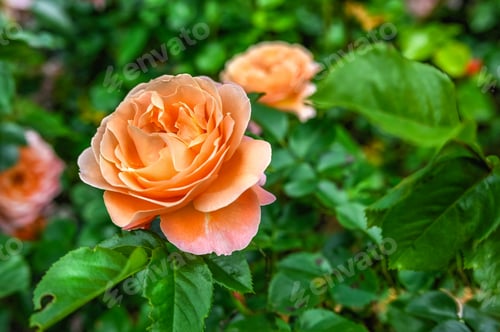 Preview: Pink Hybrid tea rose Alpine Sunset on green leaves background