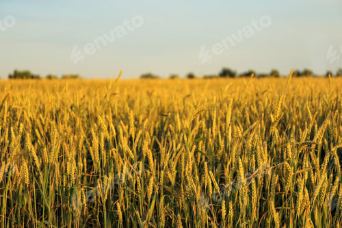 Preview: Wheat field on sunny day. Amazing summer nature
