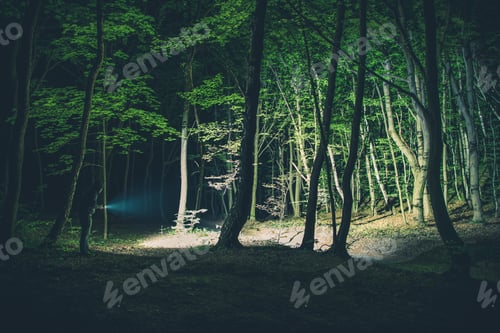 Preview: Exploring the Woods in the Night