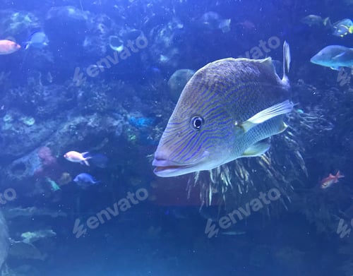 Preview: Blue tropical fish