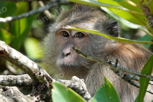 Preview: Curious monkey perched atop a tree, surrounded by lush foliage and vibrant green leaves