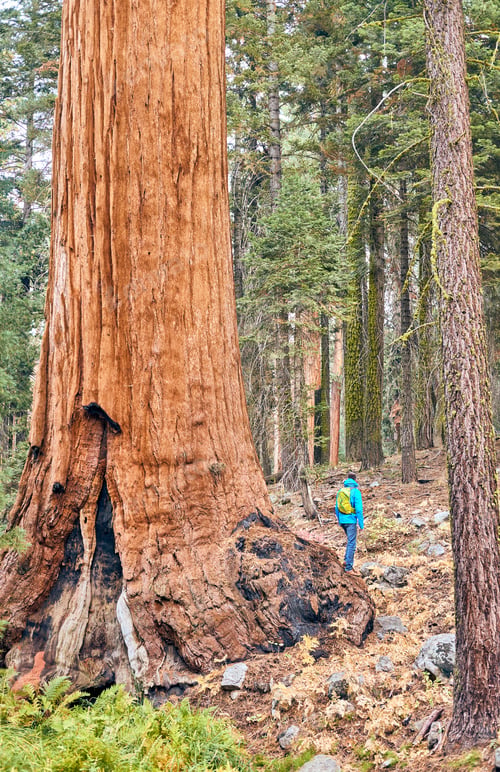 Preview: Tourist With Backpack Hiking In Sequoia National Park. California, United States.