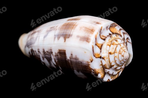 Preview: Striated Cone Shell on a black background