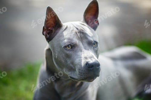 Preview: thai ridgeback dog outdoors