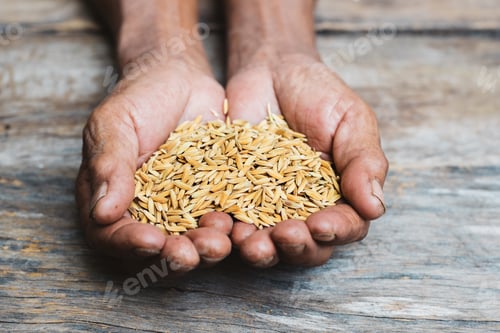 Preview: Close up hand holding on seed ,Seeding,Seedling,Agriculture. rice seed