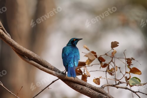 Preview: Glossy Blue starling with orange eyes