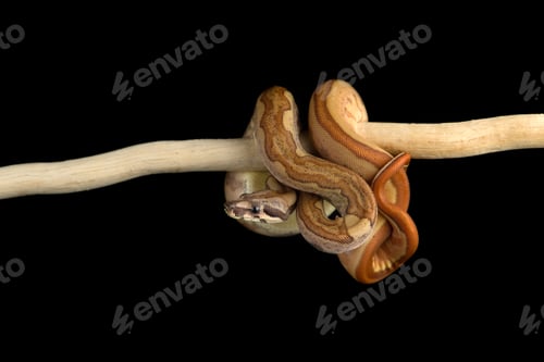 Preview: Snake red-tailed boa hanging on a branch isolated on black background