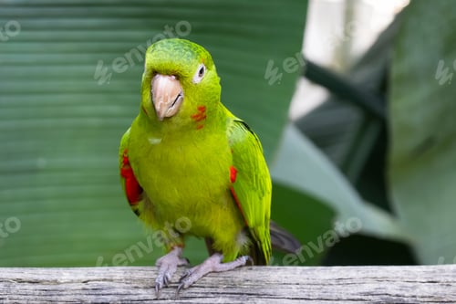 Preview: A green White-eyed Parakeet (Psittacara leucophthalmus) perched on a branch.