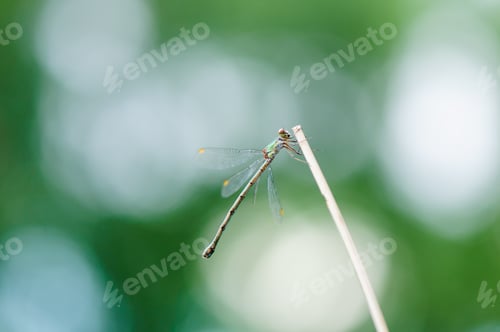 Preview: Beautiful detail of Lestes sponsa dragonfly
