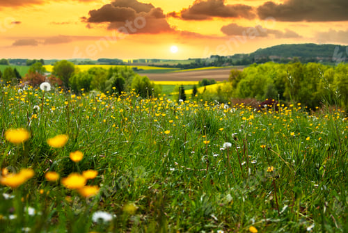 Preview: Green summer field sunset time on orange cloudscape background