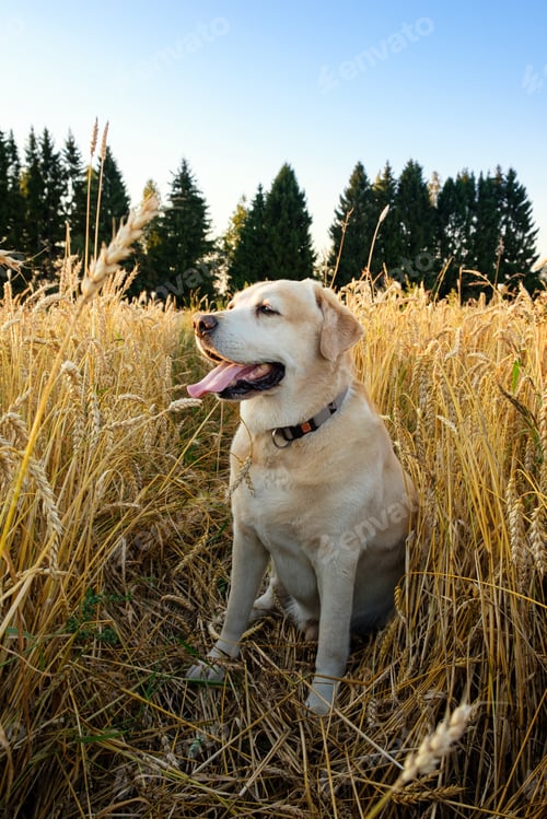Preview: Dog enjoys a walk in nature. Cute labrador retriever sitting in a field of golden wheat.