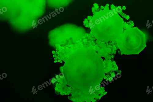 Preview: Selective focus of cassiopea jellyfishes with green neon light on dark background