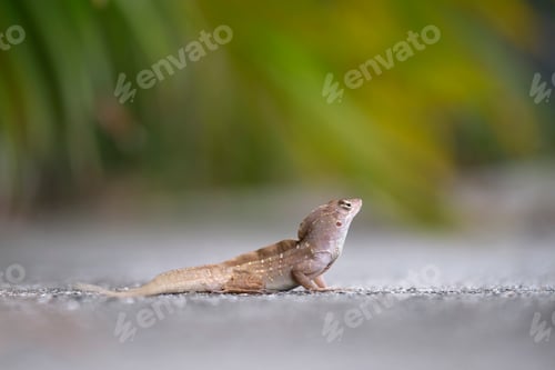 Preview: Macro closeup of blown alone lizard warming on summer sun.