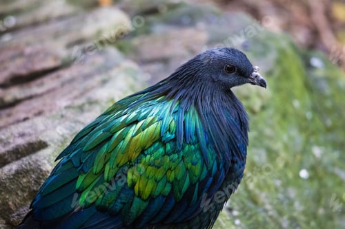 Preview: Closeup shot of a Nicobar pigeon at Taronga Zoo, Australia