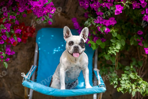 Preview: Pet animal. Cute French Bulldog dog.