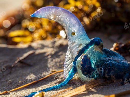 Preview: Selective focus shot of a Portuguese man o' war