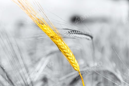 Preview: Autumn Landscape of Golden Wheat Field