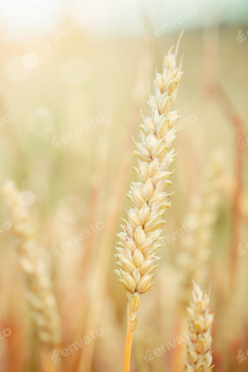 Preview: Wheat