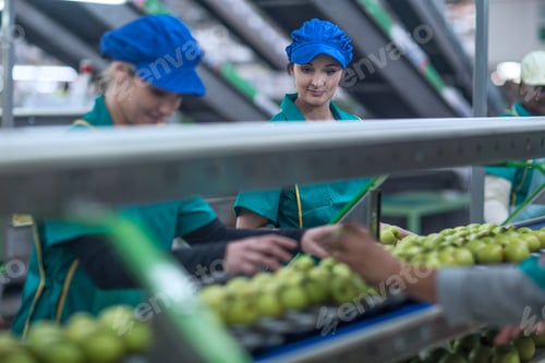 Preview: Two women working in apple factory