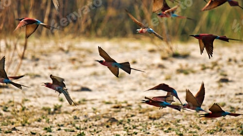 Preview: Flock of Carmine Bee-eaters in Flight