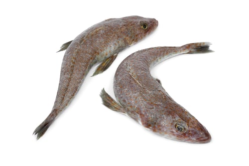 Preview: Pair of fresh raw flathead fishes