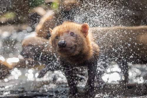 Preview: Bush dog (Speothos venaticus) in nature.