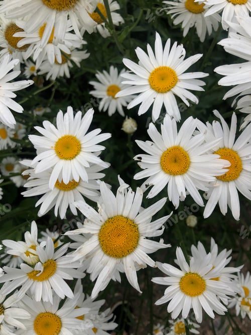 Vorschau: Kamillenfeld. Weiße Sommerblumen. Wunderschöne Natur.