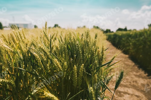 Preview: Picturesque vivid wheat field landscape