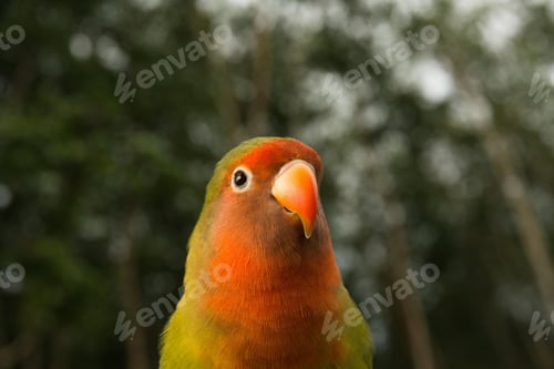 Preview: lovebirds, lover bird, lovely