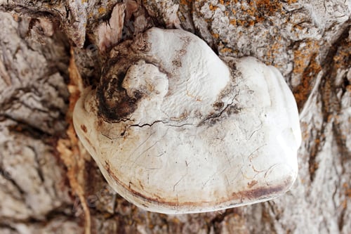 Preview: Fungus growing on a tree trunk
